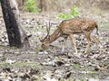 The Cheetal stag, India